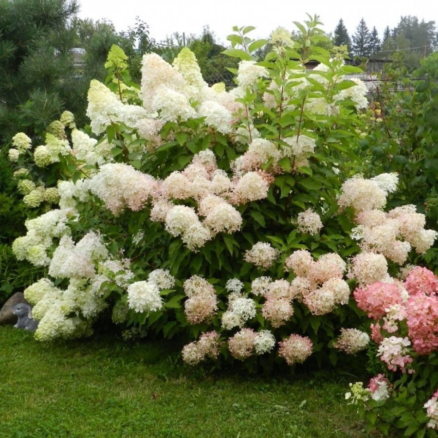 Гортензия метельчатая Фантом, С2 Гортензия метельчатая Фантом, С2 - Dolina-Sad.Ru