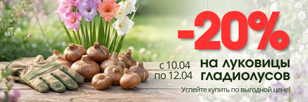 акция на гладиолусы