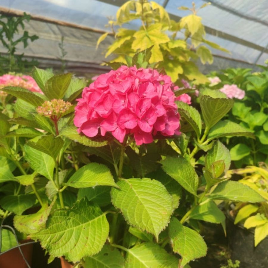 Гортензия крупнолистная Ред Энджел, С2 Гортензия крупнолистная Ред Энджел, С2 - Dolina-Sad.Ru