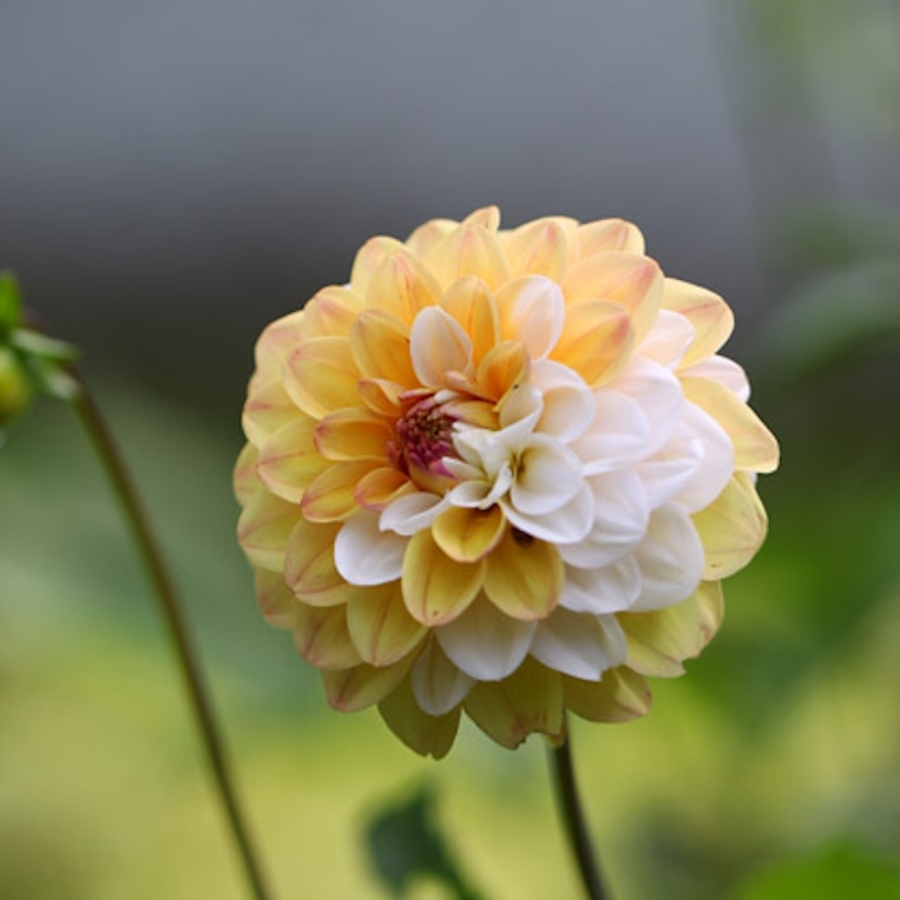 Георгина Дабл Джилл Георгина Дабл Джилл - Dolina-Sad.Ru