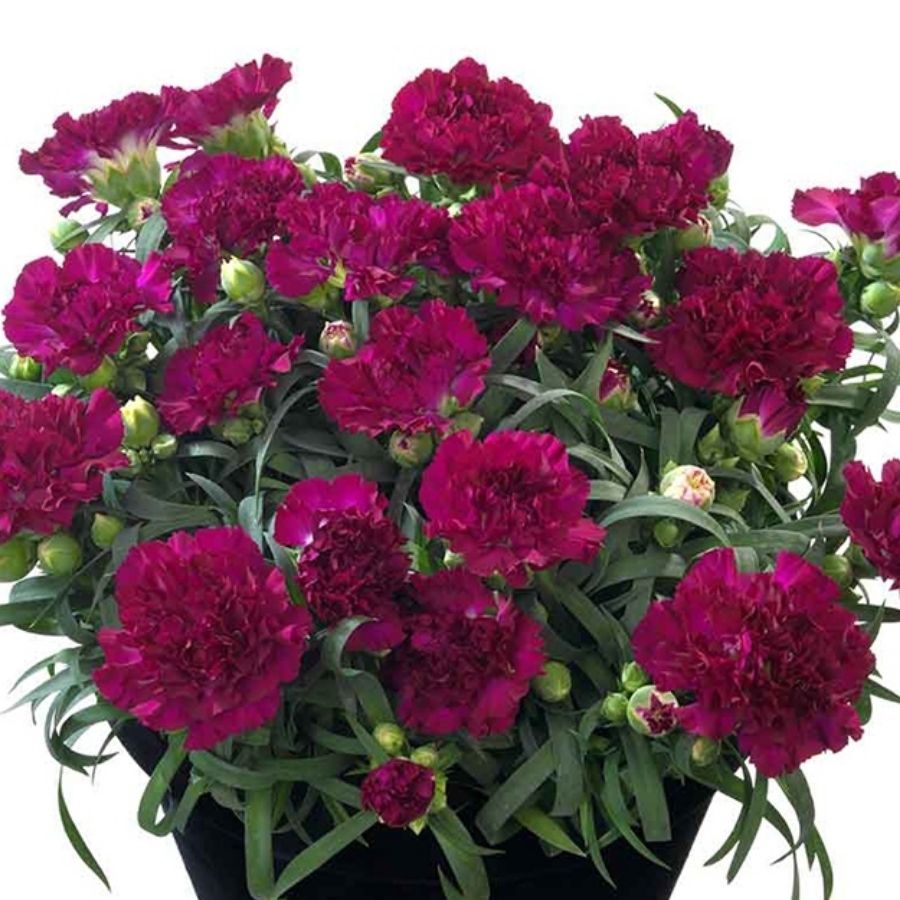 Гвоздика Свит Плеже Пурпл - Dolina-Sad.Ru