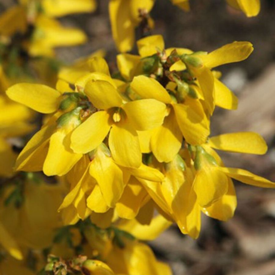 Форзиция промежуточная Курталин, С5 - Dolina-Sad.Ru