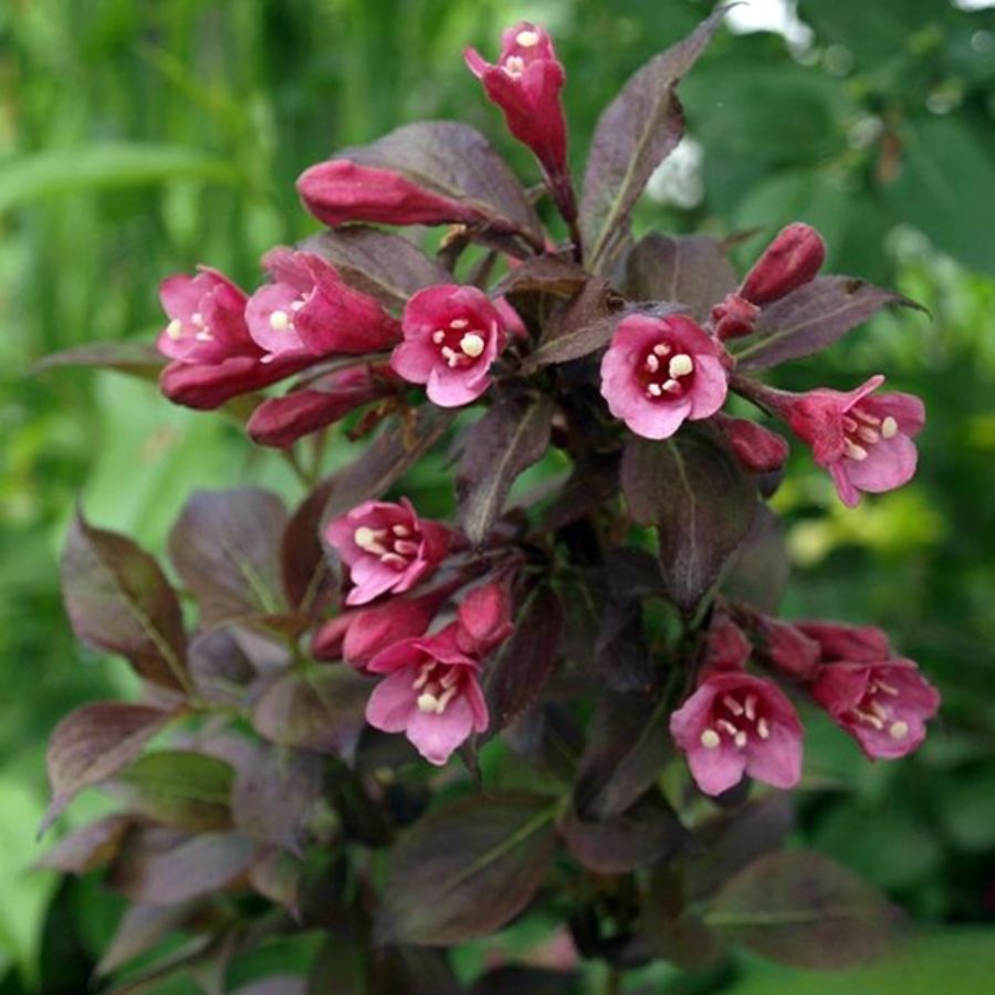 Вейгела цветущая Танго, С3 - Dolina-Sad.Ru