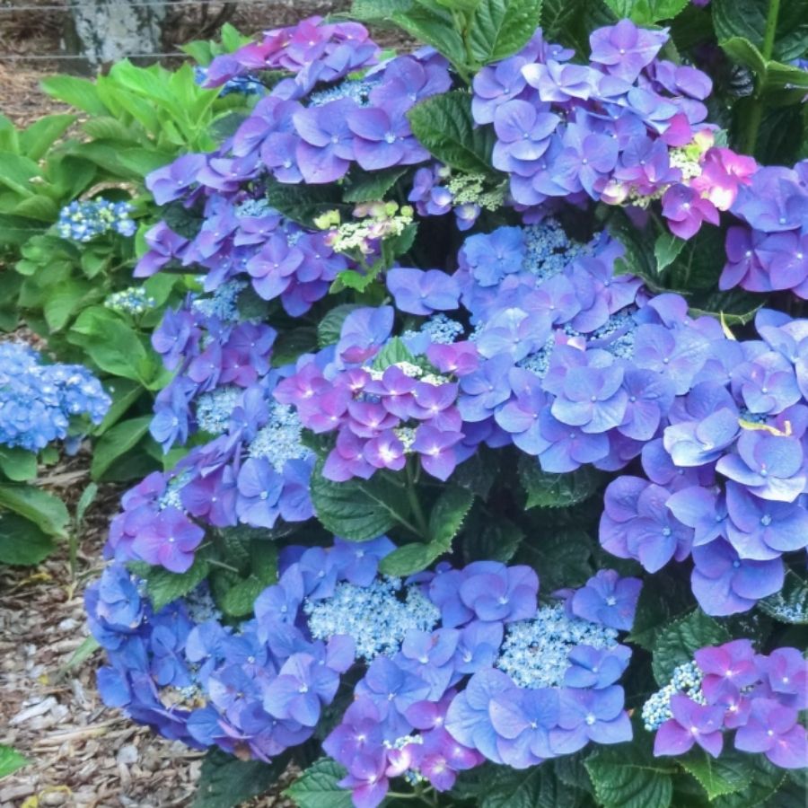 Гортензия крупнолистная Фазан, С2 Гортензия крупнолистная Фазан, С2 - Dolina-Sad.Ru