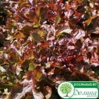 Салат Рубин Салат Рубин фото