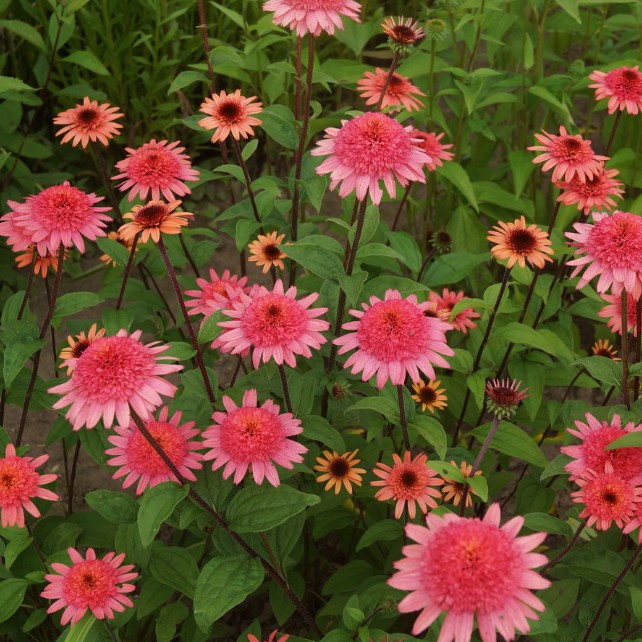 Эхинацея Распберри Трафл Эхинацея Распберри Трафл фото