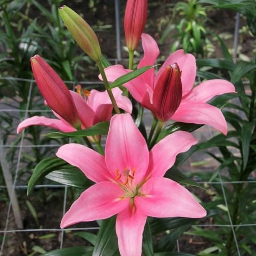 Лилия Индиан Саммерсет - Dolina-Sad.Ru