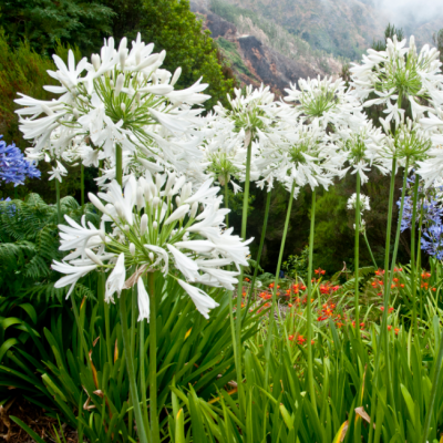 Агапантус Вайт фото