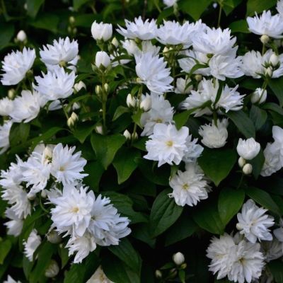 Чубушник Жирандоль Чубушник Жирандоль фото