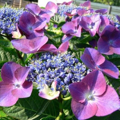 Гортензия крупнолистная Кардинал - Dolina-Sad.Ru