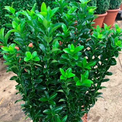 Бересклет японский Джон Хьюз Бересклет японский Джон Хьюз - Dolina-Sad.Ru