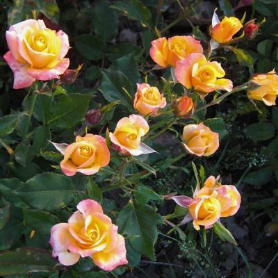 Роза Асменгольд - Dolina-Sad.Ru