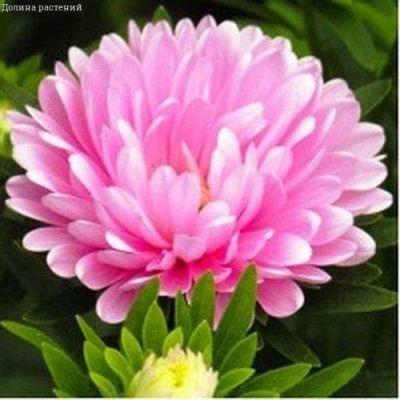 Астра Королевская розовая Астра Королевская розовая фото