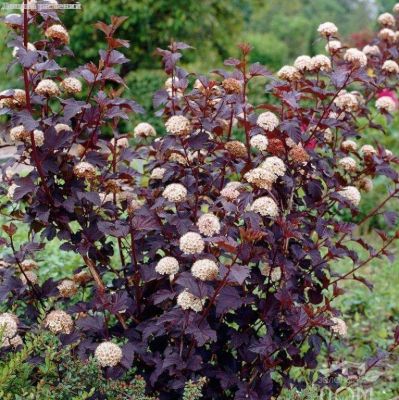 Пузыреплодник калинолистный Ред Барон, С2 - Dolina-Sad.Ru