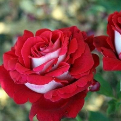 Роза Альянс Роза Альянс - Dolina-Sad.Ru