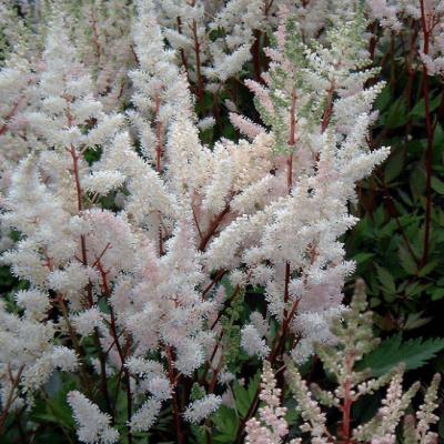 Астильба Арендса Бумальда , x Астильба Арендса Бумальда , x фото