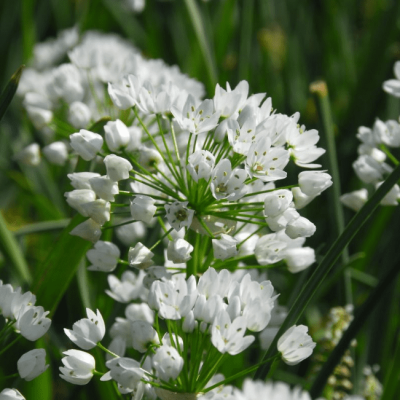 Аллиум Ковани фото