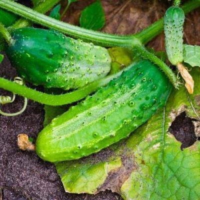 Огурец Родничок F1 Огурец Родничок F1 фото