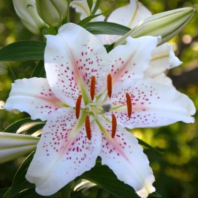 Лилия Мускадет Лилия Мускадет фото