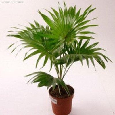 Ливистона китайская Нефрит Ливистона китайская Нефрит фото