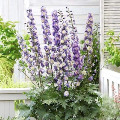 Дельфиниум Болеро Дельфиниум Болеро - Dolina-Sad.Ru