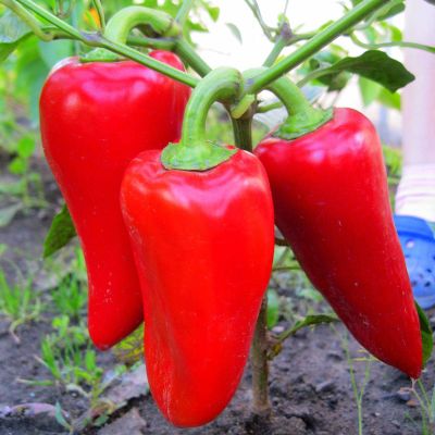 Перец Подарок Молдовы фото