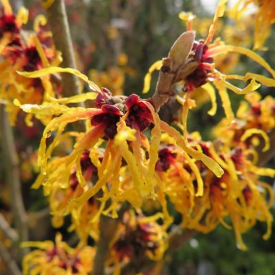 Гамамелис промежуточный Оранж Бьюти Гамамелис промежуточный Оранж Бьюти - Dolina-Sad.Ru