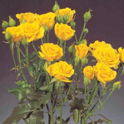 Роза Желтый Спрей - Dolina-Sad.Ru