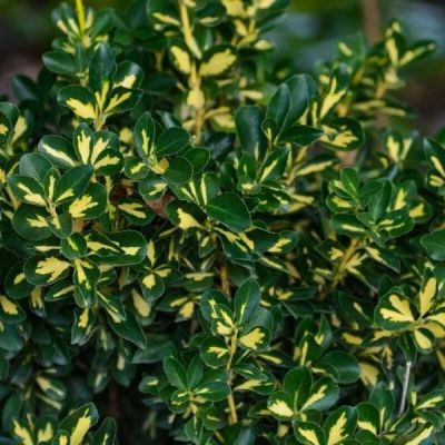 Бересклет Форчуна Санспот Бересклет Форчуна Санспот - Dolina-Sad.Ru