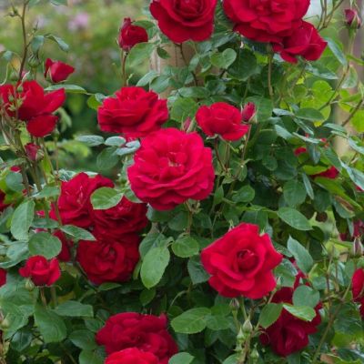 Роза Байкал Роза Байкал - Dolina-Sad.Ru