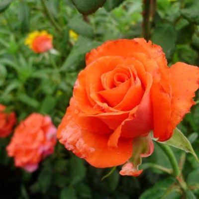 Роза Джелика в горшке - Dolina-Sad.Ru