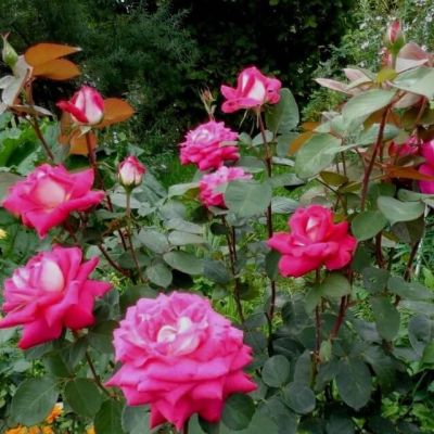 Роза Акапелла Роза Акапелла фото