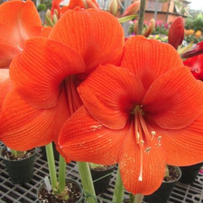 Амариллис Наранья - Dolina-Sad.Ru