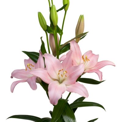 Лилия Лексингтон - Dolina-Sad.Ru