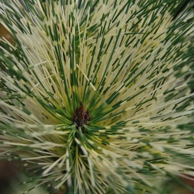 Сосна густоцветковая Окулус-драконис фото