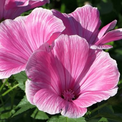 Лаватера Розовая магия фото