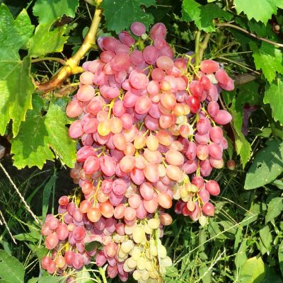 Виноград Кишмиш Находка фото