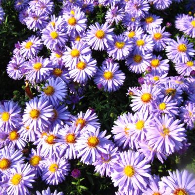 Астра кустарниковая Профессор Киппенберг , C2 Астра кустарниковая Профессор Киппенберг , C2 фото