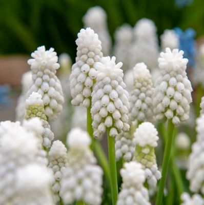 Мускари Альба Мускари Альба - Dolina-Sad.Ru