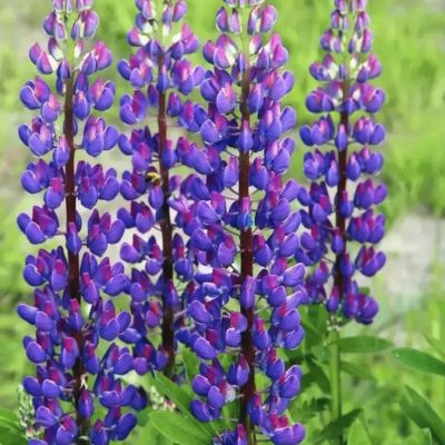 Люпин Перпл Люпин Перпл - Dolina-Sad.Ru