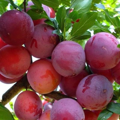 Слива Ренклод Альтана Слива Ренклод Альтана - Dolina-Sad.Ru