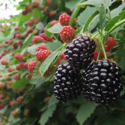 Ежевика Осейдж Ежевика Осейдж - Dolina-Sad.Ru