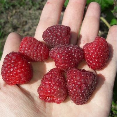 Малина Полька/Ремонтантная фото