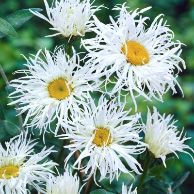 Нивяник Олд Корт Вэрайети Нивяник Олд Корт Вэрайети - Dolina-Sad.Ru