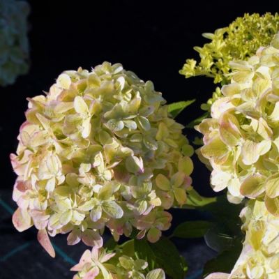 Гортензия метельчатая Литл Пассион, С2 - Dolina-Sad.Ru