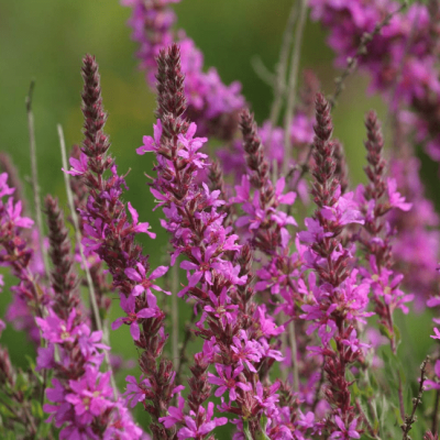 Дербенник иволистный Блаш , x фото