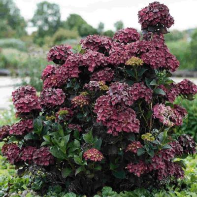Гортензия крупнолистная Шоколад Гортензия крупнолистная Шоколад - Dolina-Sad.Ru