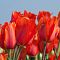 Тюльпан Темплз Фэйворит Тюльпан Темплз Фэйворит фото