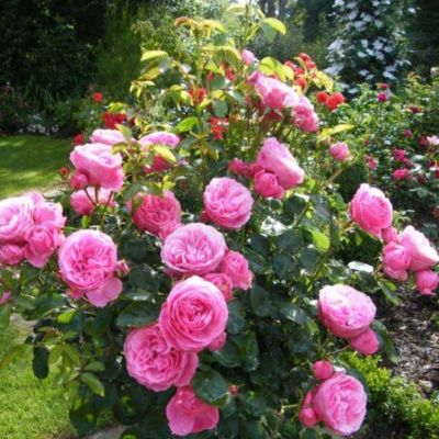 Роза Штамбовая Леонардо Да Винчи Роза Штамбовая Леонардо Да Винчи - Dolina-Sad.Ru