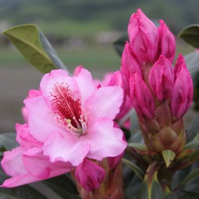 Рододендрон Диадем Рододендрон Диадем фото